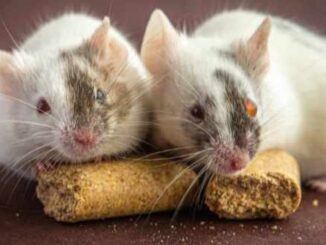 Chimeric mice in which part of the brain is from mouse cells and part is from rat cells. The dark brown fur color indicates rat cells.