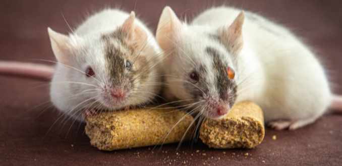 Chimeric mice in which part of the brain is from mouse cells and part is from rat cells. The dark brown fur color indicates rat cells.