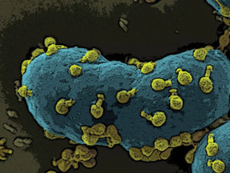 image of bacteria