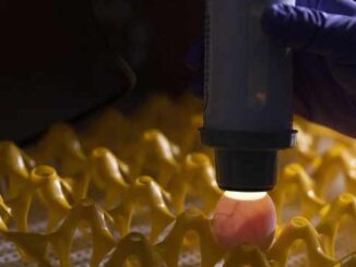 A hand holds a torch which shines a light on an egg, which is positioned in a yellow plastic container